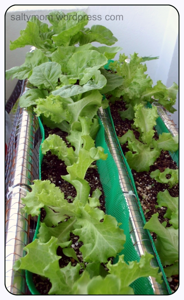 balcony garden lettuce